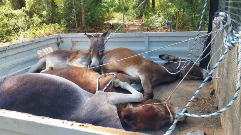 Datça'dan Güzel Haber: Toplatılan Yaban Eşekleri Artık Özgür... - Resim : 1