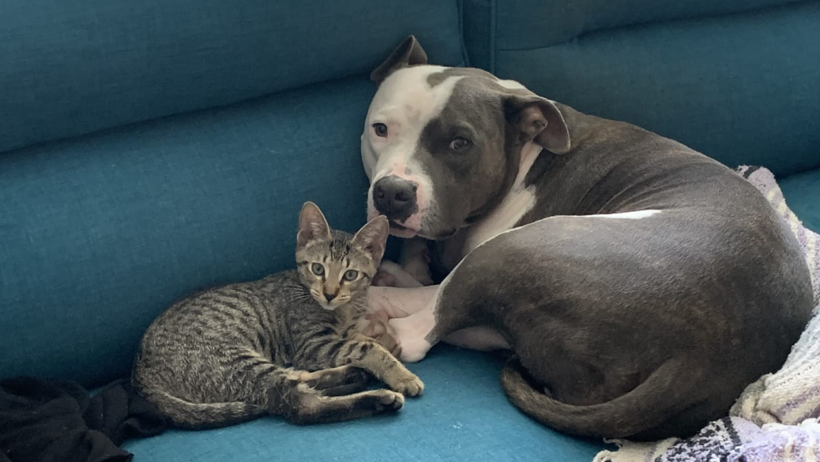 Kedi ve Köpekler Beyni Koruyor! Yeni Bilimsel Araştırma Şoke Etti - Resim : 2