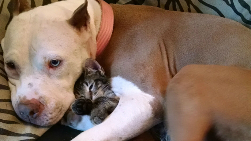 Kedi ve Köpekler Beyni Koruyor! Yeni Bilimsel Araştırma Şoke Etti - Resim : 3