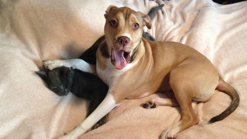 Kedi ve Köpekler Beyni Koruyor! Yeni Bilimsel Araştırma Şoke Etti - Resim : 4