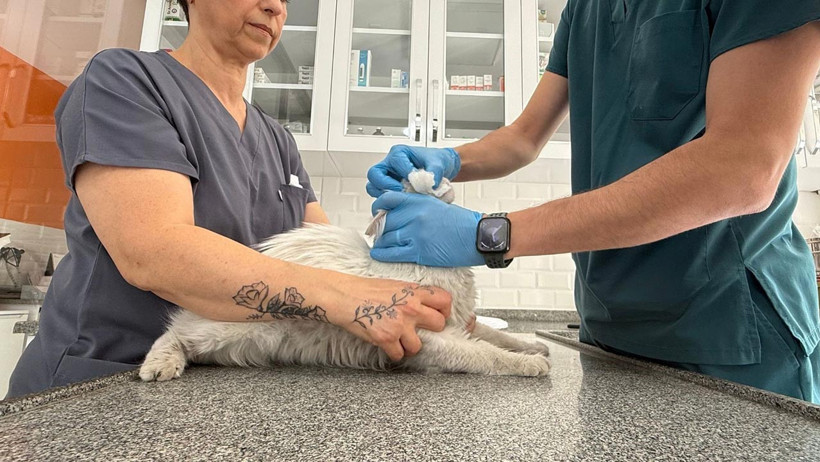 22 Günlük Hasret Bitti: Sokak Sokak Aradığı Kedisine Kavuştu! Sevinç Gözyaşları Döktü - Resim : 2