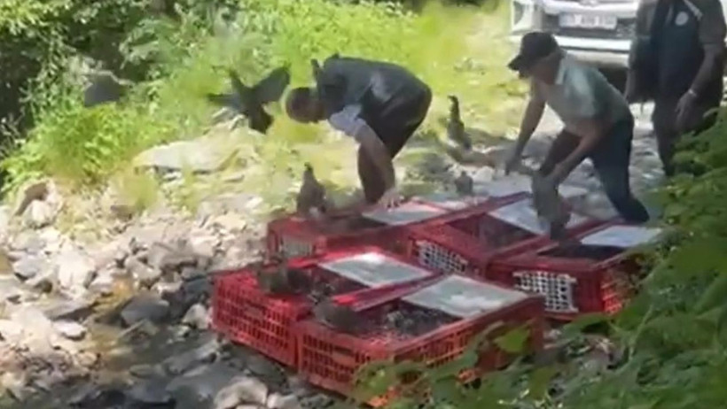 ‘Kanatlı Tim’den Amansız Mücadele! 1400 Keklik Daha Doğaya Salındı - Resim : 1