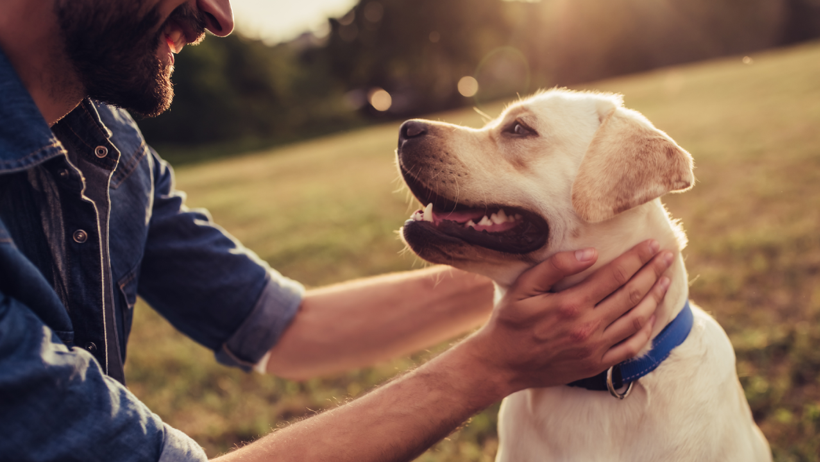Köpekler ve Sahipleri Birbirlerine Benziyor mu? Bilimsel Kanıt Ortaya Kondu - Resim : 2