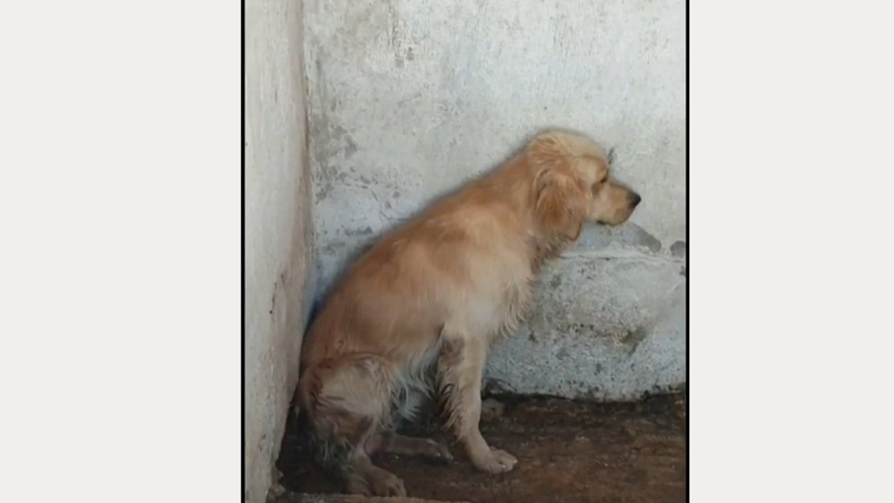 Denize Girdiği İçin Şikayet Edilmişti! Ares’ten Kahreden Haber - Resim : 1