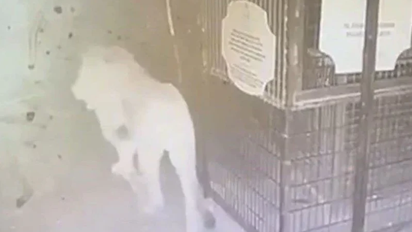 Antalya’da Hayvan Parkından Kaçan Aslan Zeus’un Öldürülmesine İlişkin Suç Duyurusu - Resim : 1
