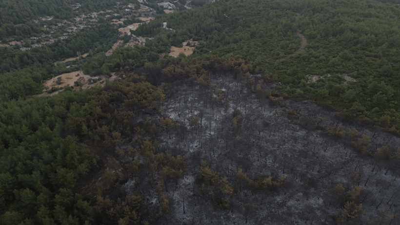 İzmir Urla'daki Yangının Neden Olduğu Hasar Havadan Görüntülendi: Her Yer Kömür Karasına Döndü... - Resim : 1