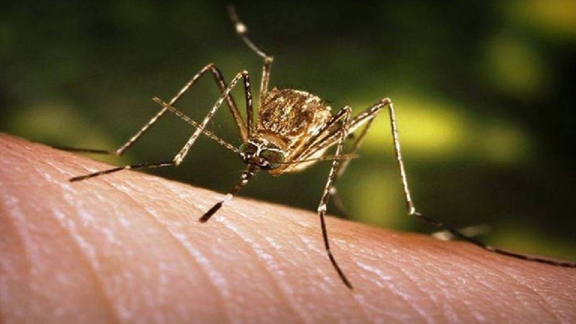 Chikungunya Virüsü Alarmı! Avrupa'ya Yayıldı, Türkiye de Risk Altında - Resim : 2