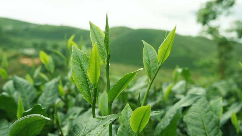 Çayın Bu Etkisini Bilmiyordunuz: Resmen Arıtma Cihazı Görevi Görüyor - Resim : 2