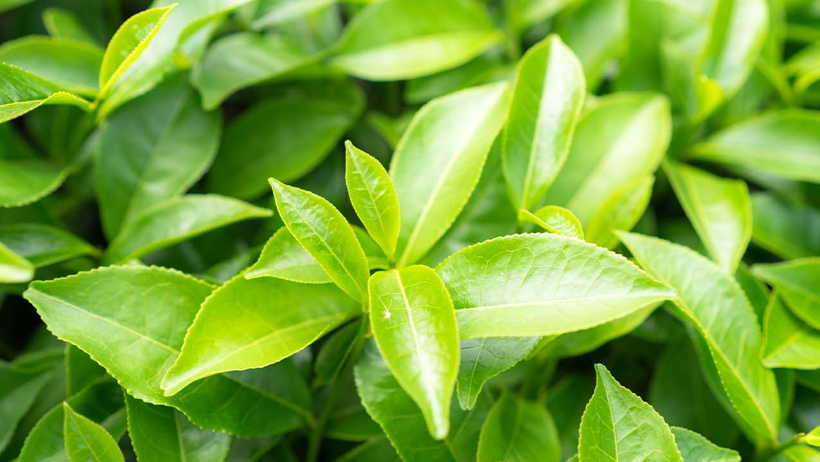 Çayın Bu Etkisini Bilmiyordunuz: Resmen Arıtma Cihazı Görevi Görüyor - Resim : 1