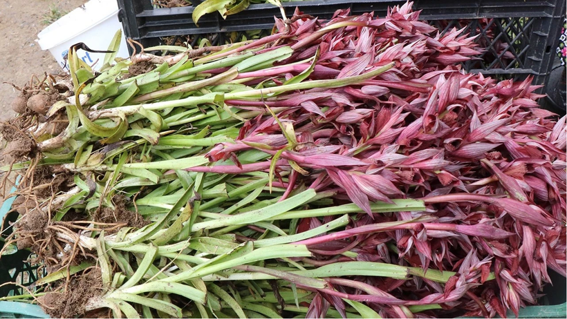Anadolu’nun Servet Değerindeki Bitkisi: Toplaması Yasak, Kilosu 25 Bin TL’ye Kadar Çıkıyor - Resim : 1