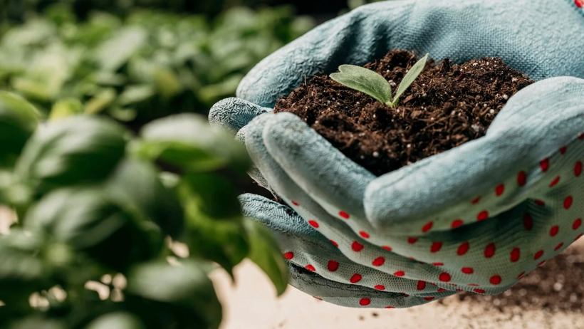 Evdeki Bu Malzeme Meğer Bahçıvanların 'Sıvı Altın' Sırrıymış! Solmuş Bitkiler Bile Resmen Dile Geliyor - Resim : 1