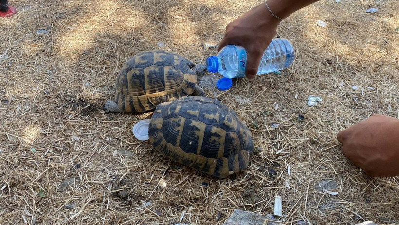Ülkenin Dört Bir Yanı Alev Alev! Bakan Yumaklı Orman Yangınlarında Son Durumu Açıkladı - Resim : 2