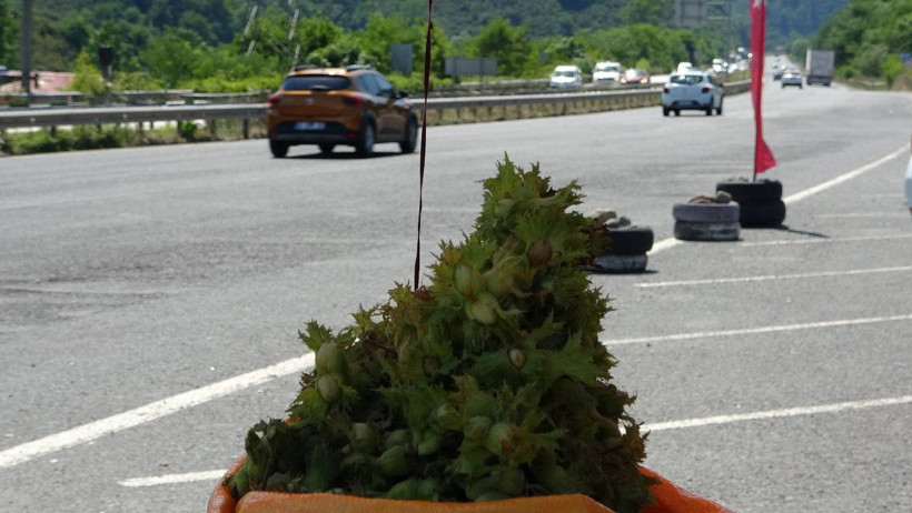 Taze Toplanıyor, Yol Kenarında Kuyruk Oluyor: Kilosu 200 TL'ye Dakikalar İçinde Satılıyor - Resim : 1
