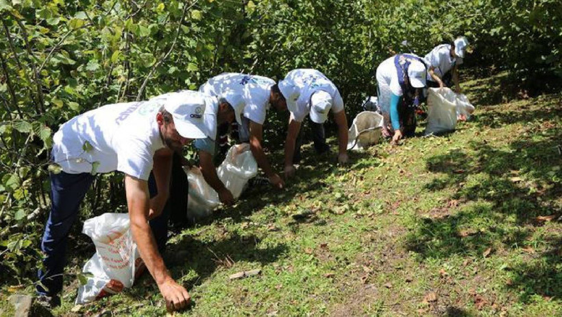 Valilik Hasat Sezonu Öncesi Duyurdu: Fındık İşçisinin 2025 Yevmiyesi  Belli Oldu - Resim : 1