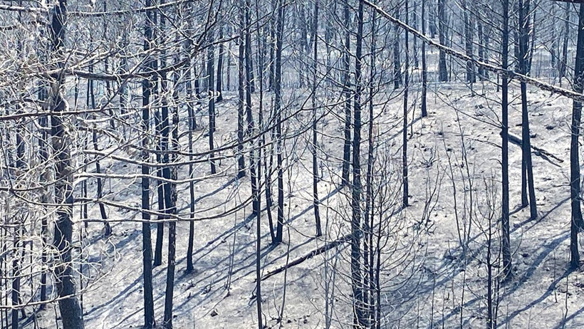 Uzmanı Alanı İnceleyip Açıkladı! İşte Karabük’teki Orman Yangınını Büyüten Gizli Tehlike… - Resim : 1