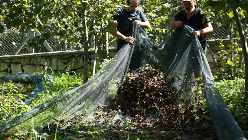 Fındıkta Kriz Derinleşiyor: Düşük Alım Fiyatı Üreticiyi Vurdu - Resim : 1