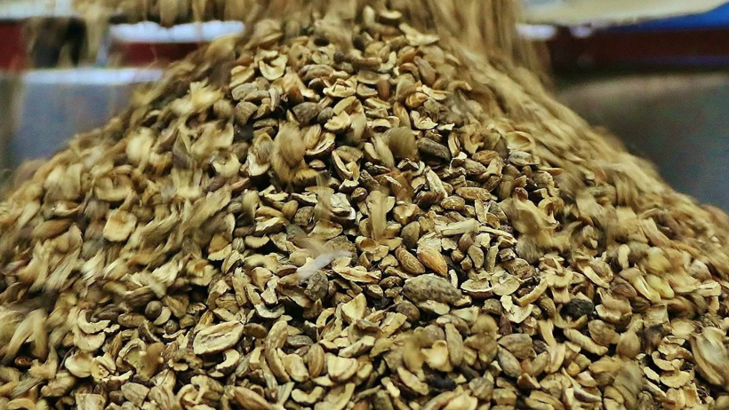 Çöp Diye Atılan Zeytin Çekirdeğiyle Servet Kazanıyorlar! Türkiye'de Potansiyeli Çok Yüksek - Resim : 1