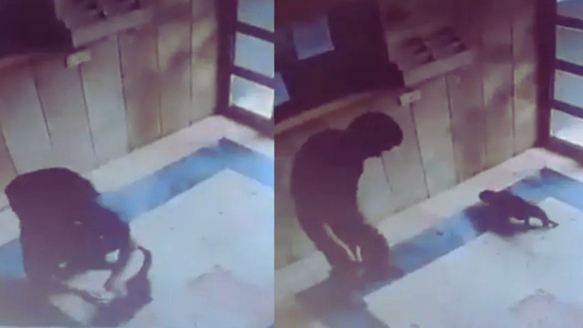 Başakşehir'de Bir Kediyi Acımasızca Yere Vuran Cani Hakkında Flaş Gelişme - Resim : 1