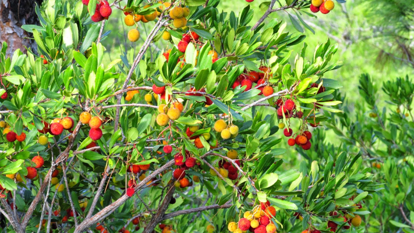 Ekenin Yüzünü Güldürüyor: Bu Bitki Sayesinde 1 Yılda Ev ve Araba Sahibi Olanlar Var! - Resim : 1