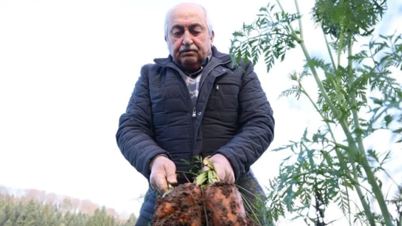 Terasını Serayla Kapladı, Dört Mevsim Üretiyor: Getirisi Rekor Kırdı, İki Eve Birden Yetiyor - Resim : 1