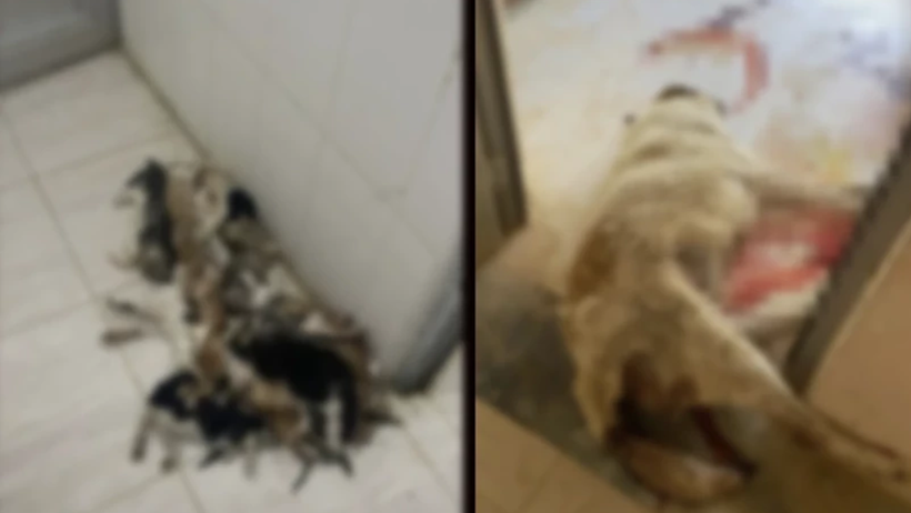 Gümüşhane Barınağında Vahşet! Susuzluktan İdrar İçen, Açlıktan Feryat Eden Köpekler - Resim : 5