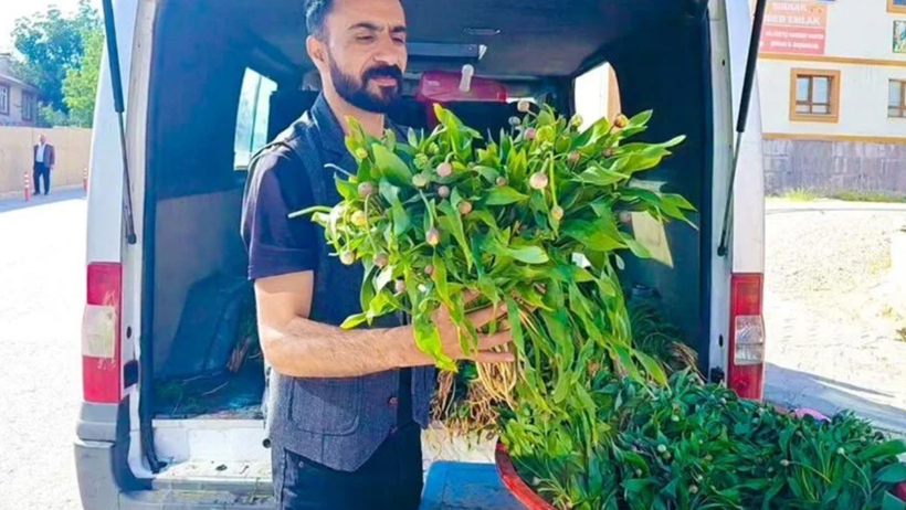 Türkiye'nin İki Yerel Bitkisi Üç Hastalığı Kökünden Kazıyacak! Yeni Keşif Umut Oldu - Resim : 2