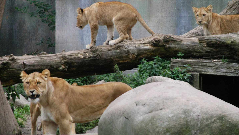 Hayvanat Bahçesinden Kan Donduran Çağrı! 'Evcil Hayvanlarınızı Bağışlayın, Yırtıcılara Yedirelim' - Resim : 1
