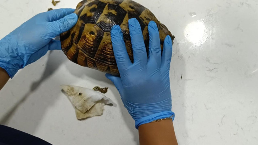 Yangından Sağ Kurtulan Kaplumbağa Travmayla Savaşıyor! Kabusun Sessiz Tanığı Kabuğuna Çekildi - Resim : 1