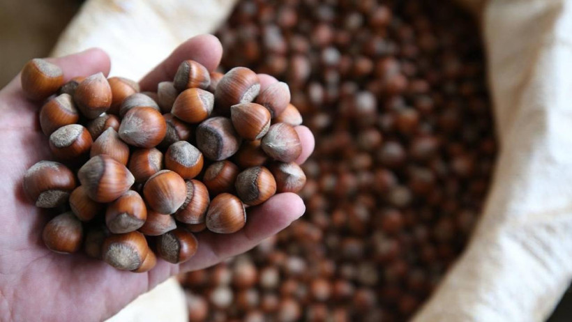 TMO FINDIK FİYATLARI 2025: Fındık Alım Fiyatları Belli Oldu! İşte Giresun, Levant, Sivri Kalite Fındık Fiyatları... - Resim : 1