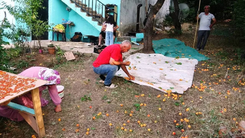 Ağaçlar Taştı, Tepsiler Doldu! Güneşte Yakıyorlar, Kilosunu 300 TL'ye Satıyorlar - Resim : 5