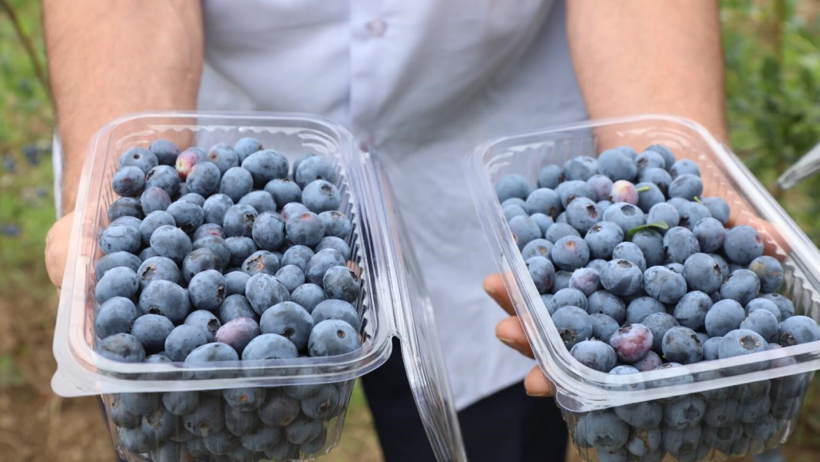 Mor Altının Hasadı Karadeniz'de Başladı! Kilosuna 500 Liradan Kapı Açılıyor: Üreten Köşeyi Dönüyor - Resim : 2