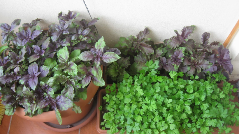 Saksıda Bile Yetişiyor, 4 Mevsim Hasat Ediliyor! Getirisi Bir Haneyi Doyuruyor - Resim : 2