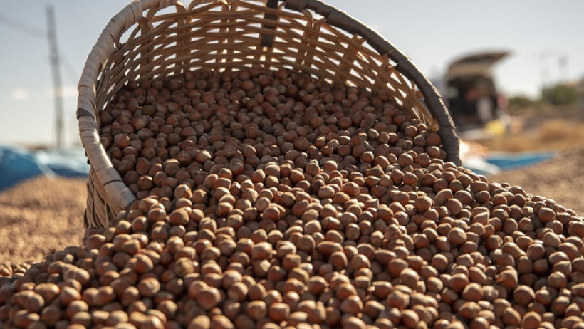 Orta Kuşakta Hasat Başladı: Bu Yöntemle Maliyet Yarı Yarıya Azalıyor, Kalite 2 Katına Çıkıyor - Resim : 1