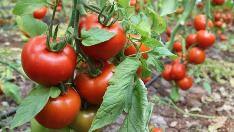 En Çok Domates Üreten Ülkeler Belli Oldu: Türkiye’nin Sıralaması Şaşırttı - Resim : 1