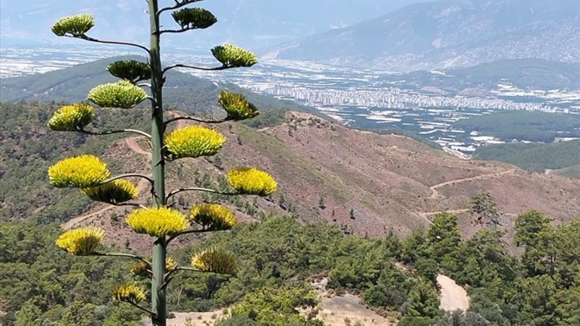 30 Yıl Boyunca Kaktüs Sandı, Gerçek Ortaya Çıkınca Şoke Oldu: Bahçesi Turist Akınına Uğruyor - Resim : 2