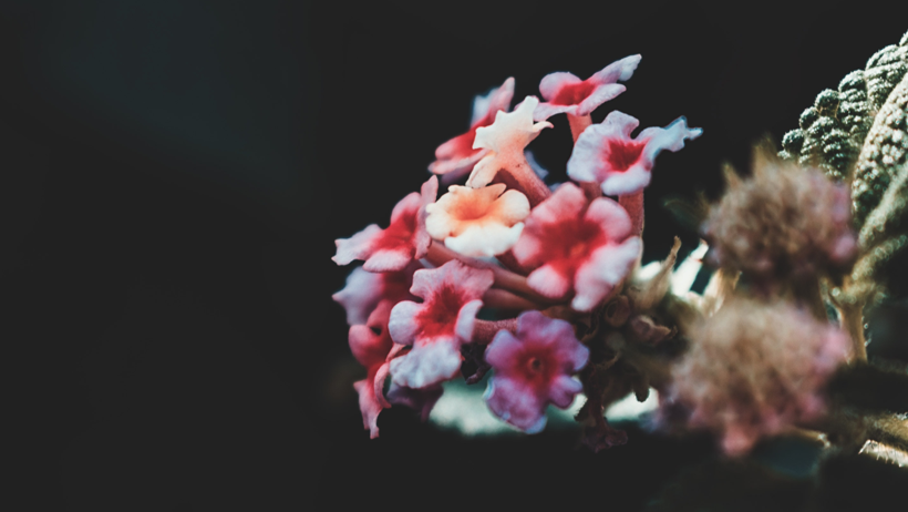 Ne Bahçenize Ne Balkonunuza Sokmamanız Gereken 6 Tehlikeli Çiçek! Görünüşü Sizi Aldatmasın - Resim : 2