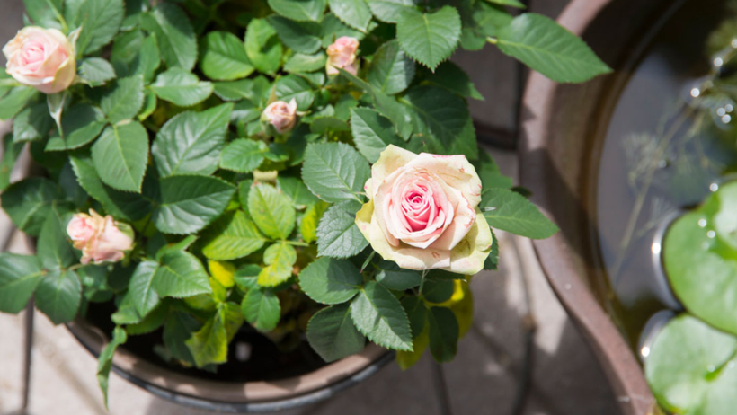 Ağustos Bitene Kadar Yapın, Kışın Koruyun, Yazın Hasada Doyun - Resim : 1