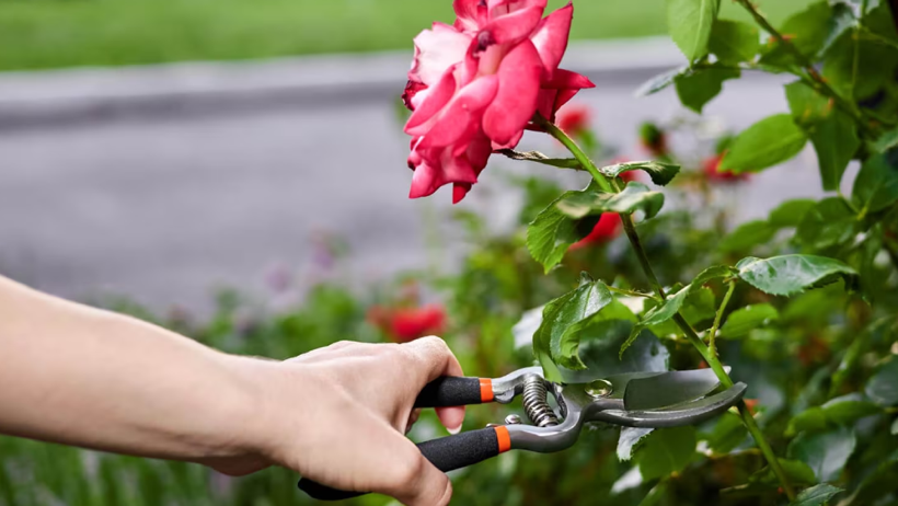 Ağustos Bitene Kadar Yapın, Kışın Koruyun, Yazın Hasada Doyun - Resim : 2