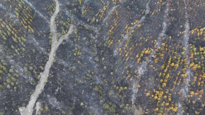 Binlerce Kişi Tahliye Edilmişti... Edirne'den Yürek Yakan Görüntüler: Yemyeşil Ormanlar Kömür Karasına Döndü - Resim : 5