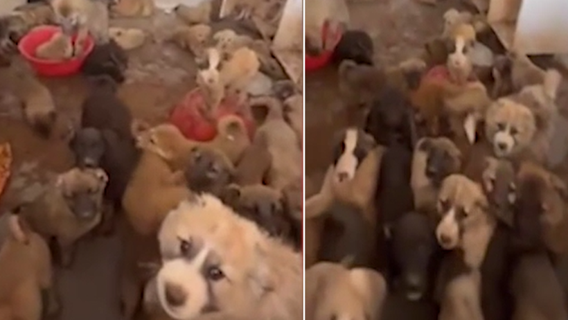 Adres Değişti İşkence Aynı! Silopi Bakımevi’nde Yürek Dağlayan Görüntü! 50 Derecelik Havada Bir Odada Onlarca Köpek… Su, Mama, Hava Hiçbir Şey Yok - Resim : 1