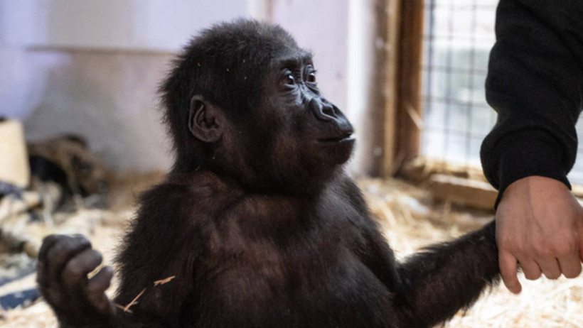 Havaalanında Bulunmuş, Türkiye'nin Sevgilisi Olmuştu: Bebek Goril 'Zeytin' İçin Karar - Resim : 3