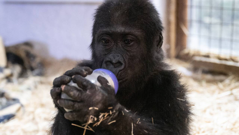 Havaalanında Bulunmuş, Türkiye'nin Sevgilisi Olmuştu: Bebek Goril 'Zeytin' İçin Karar - Resim : 1