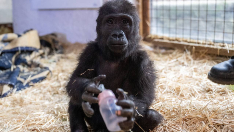 Havaalanında Bulunmuş, Türkiye'nin Sevgilisi Olmuştu: Bebek Goril 'Zeytin' İçin Karar - Resim : 2