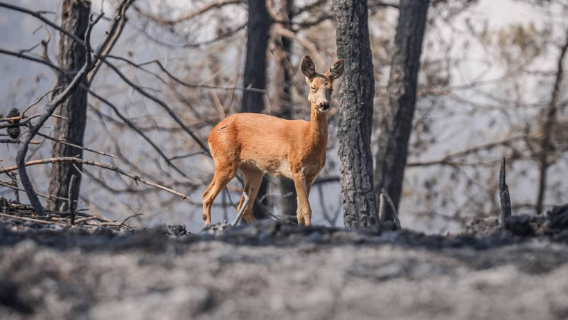 Yangının Acı Yüzü... Karaca Alevlerden Böyle Kaçtı - Resim : 1