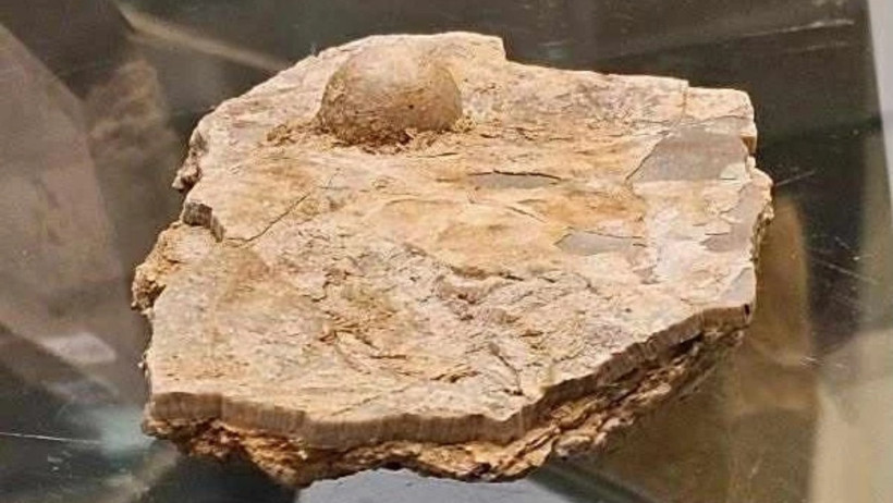 Turistin Bulduğu Fosil İnci 100 Milyon Yıllık Çıktı! - Resim : 1