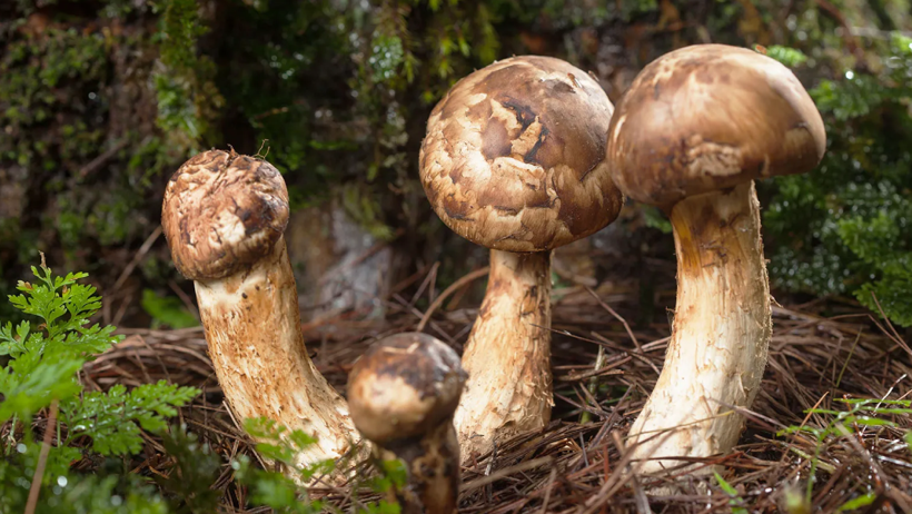 Dünyanın En Pahalı 7 Lezzeti: Bir Dilimine Servet Ödüyorlar - Resim : 8