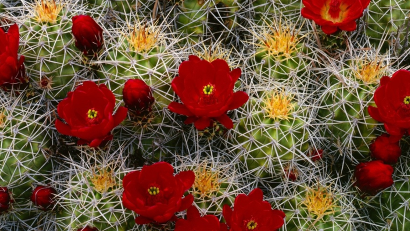 Kaktüsleri Çiçekle Donatıyor, 1 Damlası Yetiyor! Her Evde Bulunuyor - Resim : 2