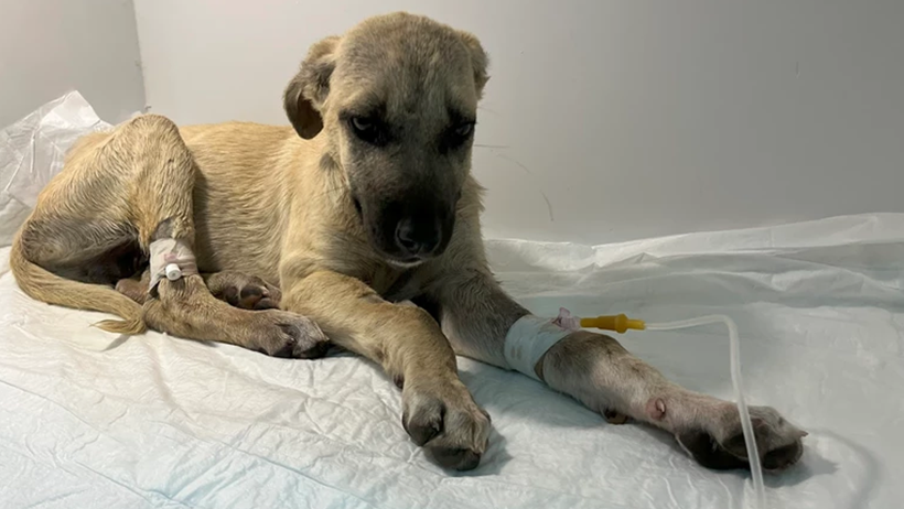 Sivas’ta Dakikalarca Darp Edilen Mucize’nin Sağlık Durumu Nasıl Oldu? Minik Patileriyle Hayata Tutunan Minik Savaşçı - Resim : 1