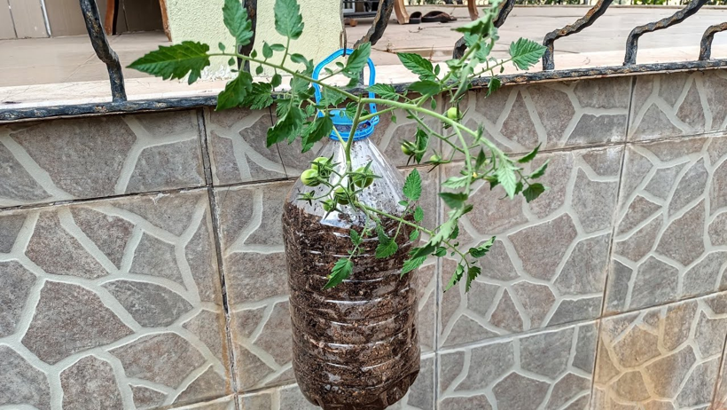 Pet Şişeyle Üretti, Hasat Üstüne Hasat Etti! Verim 2 Kat Arttı - Resim : 2