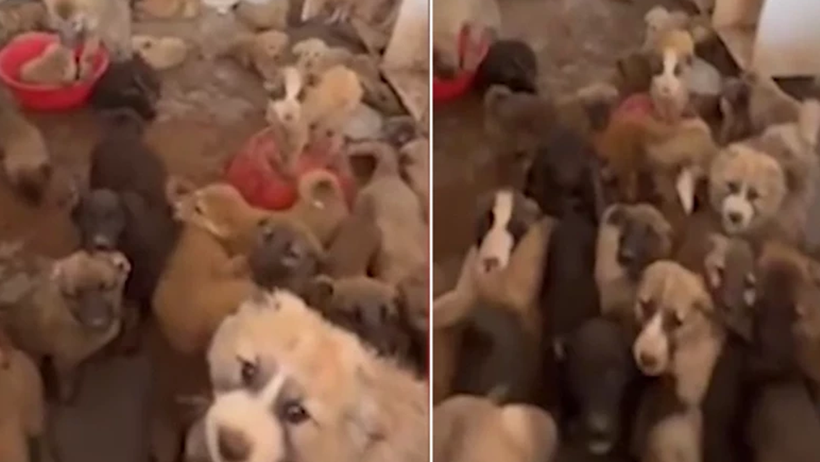 'Sokağın Ruhu' Eksiliyor!  Köşe Başında Bekleyen Masumlar Arnavutköy’de Toplanmaya Başladı - Resim : 4